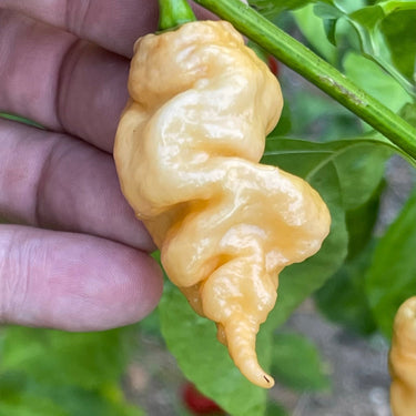 Thors Hammer Peach - Seeds - The Pepper Pantry (Formerly Marie Sharp's)